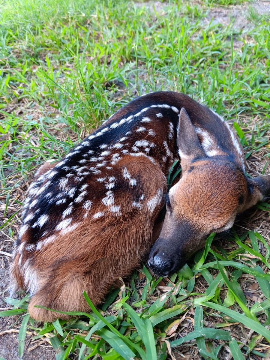 A Baby deer sleeping