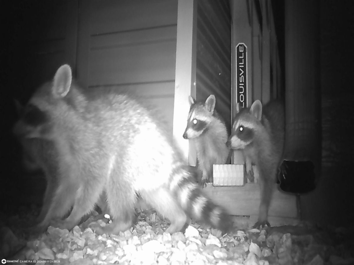 A group of young raccoons