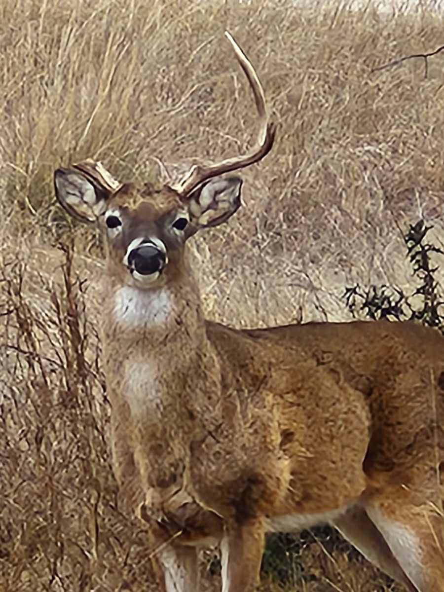 Deer with one antler standing in tall grass